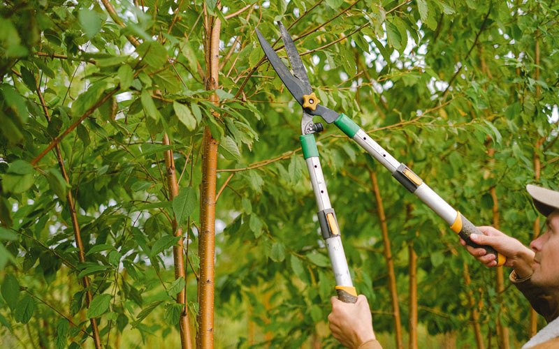 Tree trimming in Idanha, OR